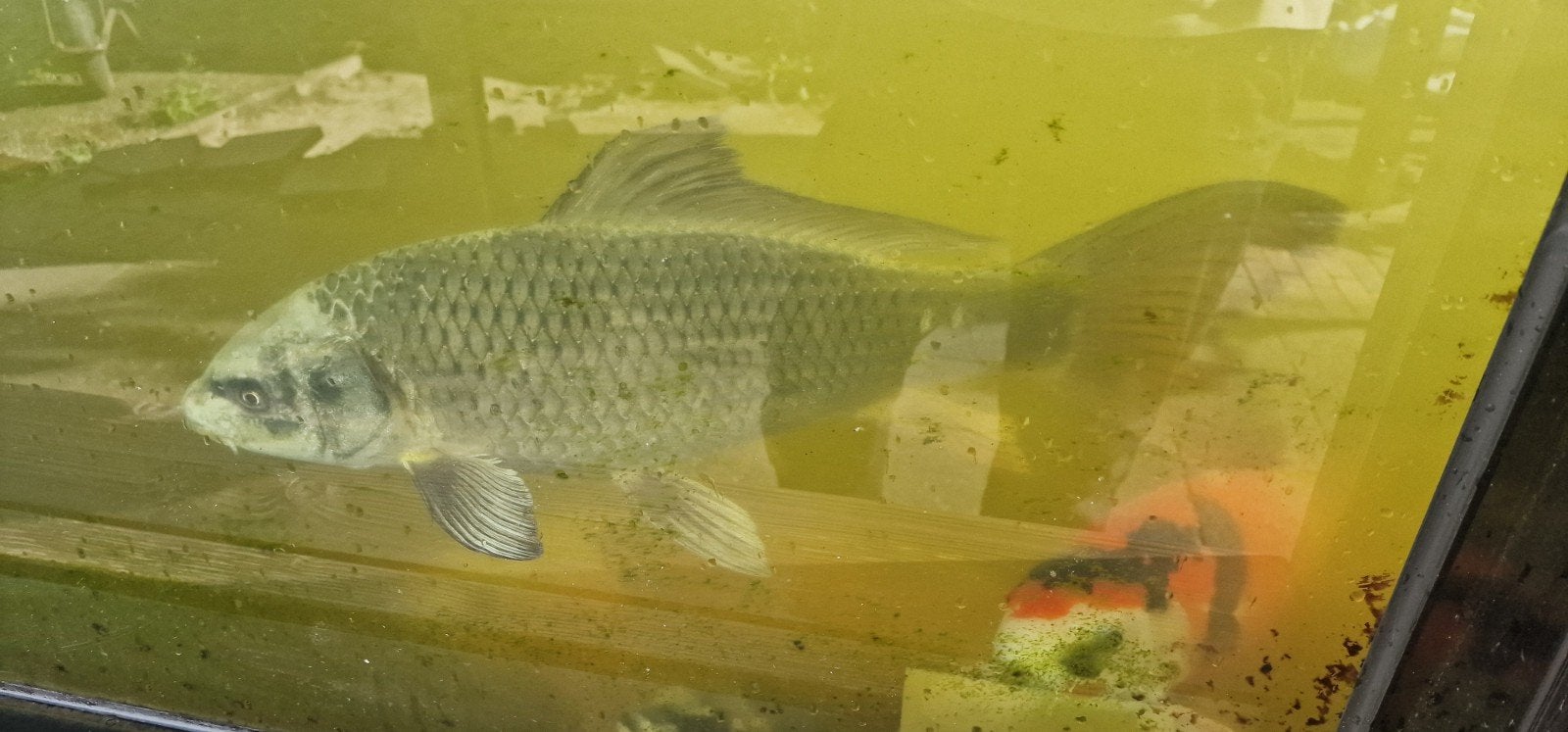 Ghost koi, Karper of Koi