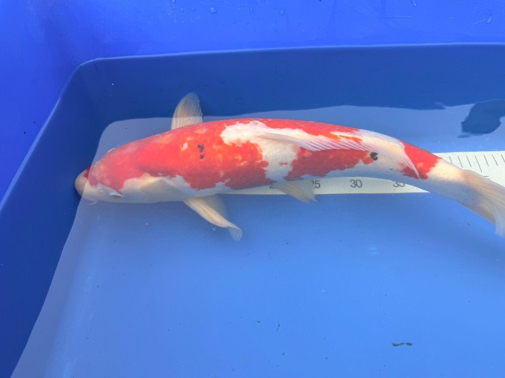 Kohaku 50cm, Dieren en Toebehoren, Karper of Koi