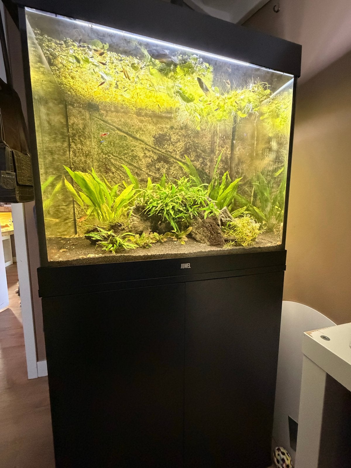 Juwel Lido 200 compleet, Dieren en Toebehoren, Ophalen, Gebruikt, Inclusief vissen, Gevuld zoetwateraquarium