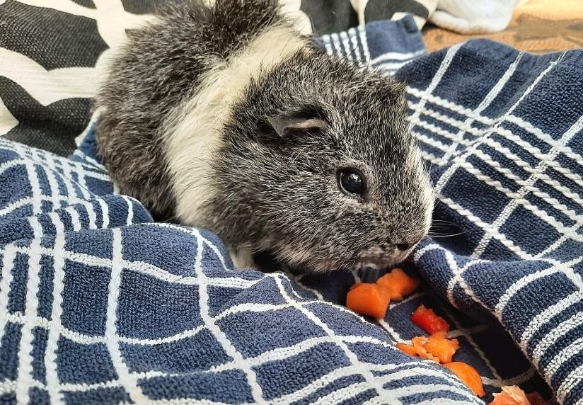 Vakantie opvang cavia konijn oppas cavia's knaagdieren, Oppas
