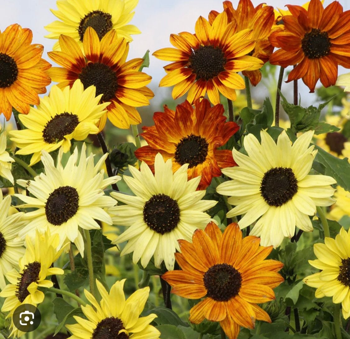 Zonnebloem planten, Ophalen, Volle zon