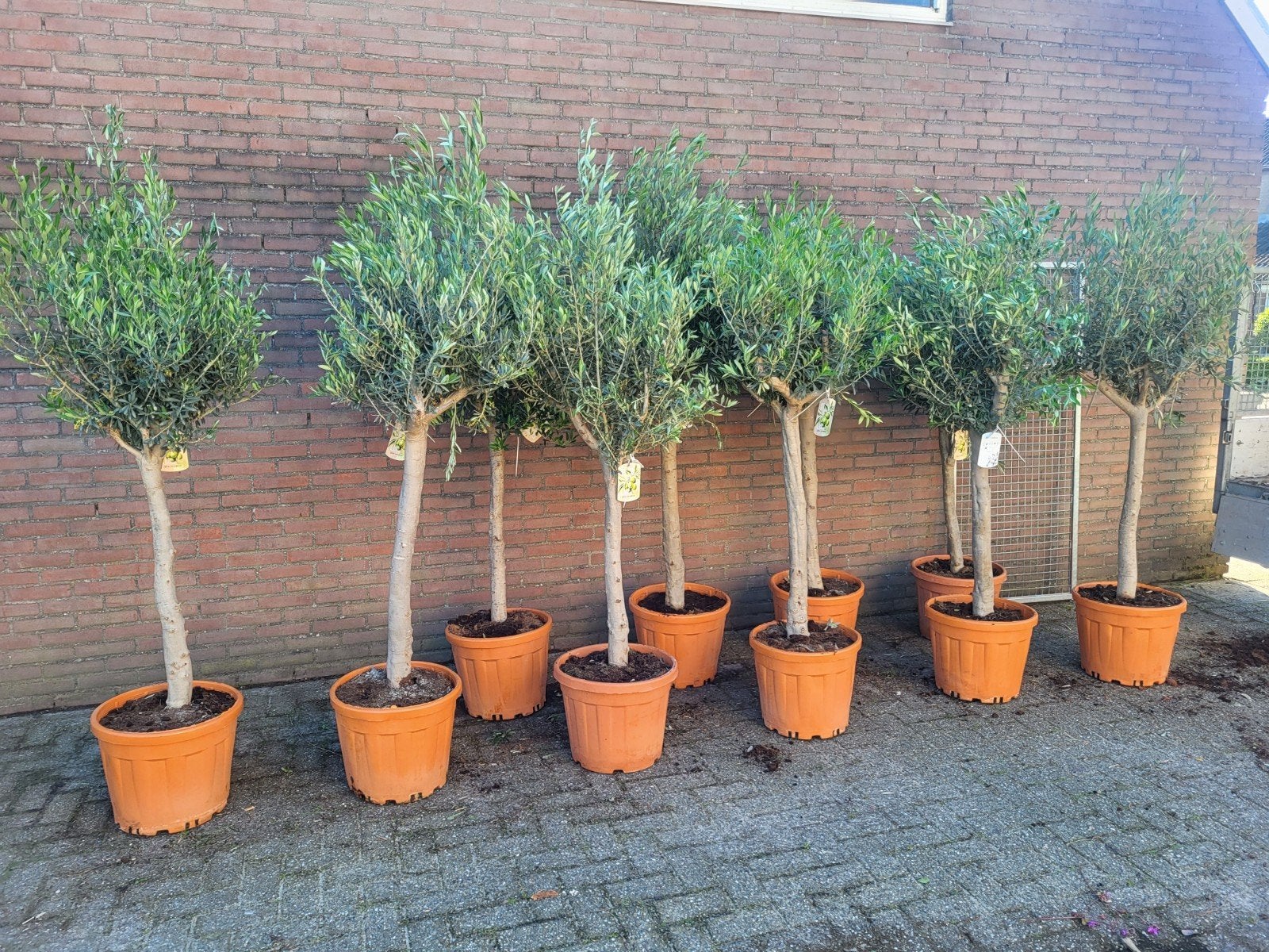 olijfbomen deal !!, Volle zon, Ophalen of Verzenden, 100 tot 250 cm, Olijfboom
