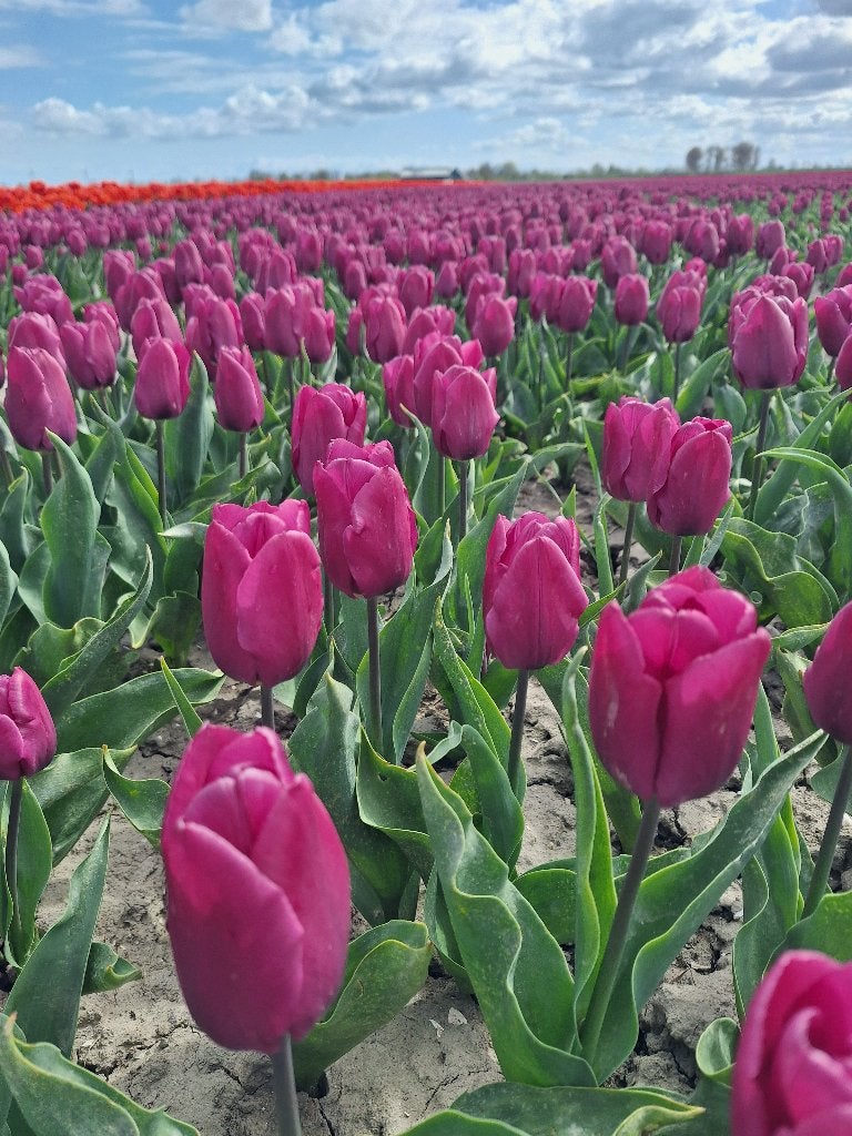Tulpenbollen Purple prince (paars), 200 stuks voor 27,50, Ophalen of Verzenden, Najaar, Volle zon, Bloembol
