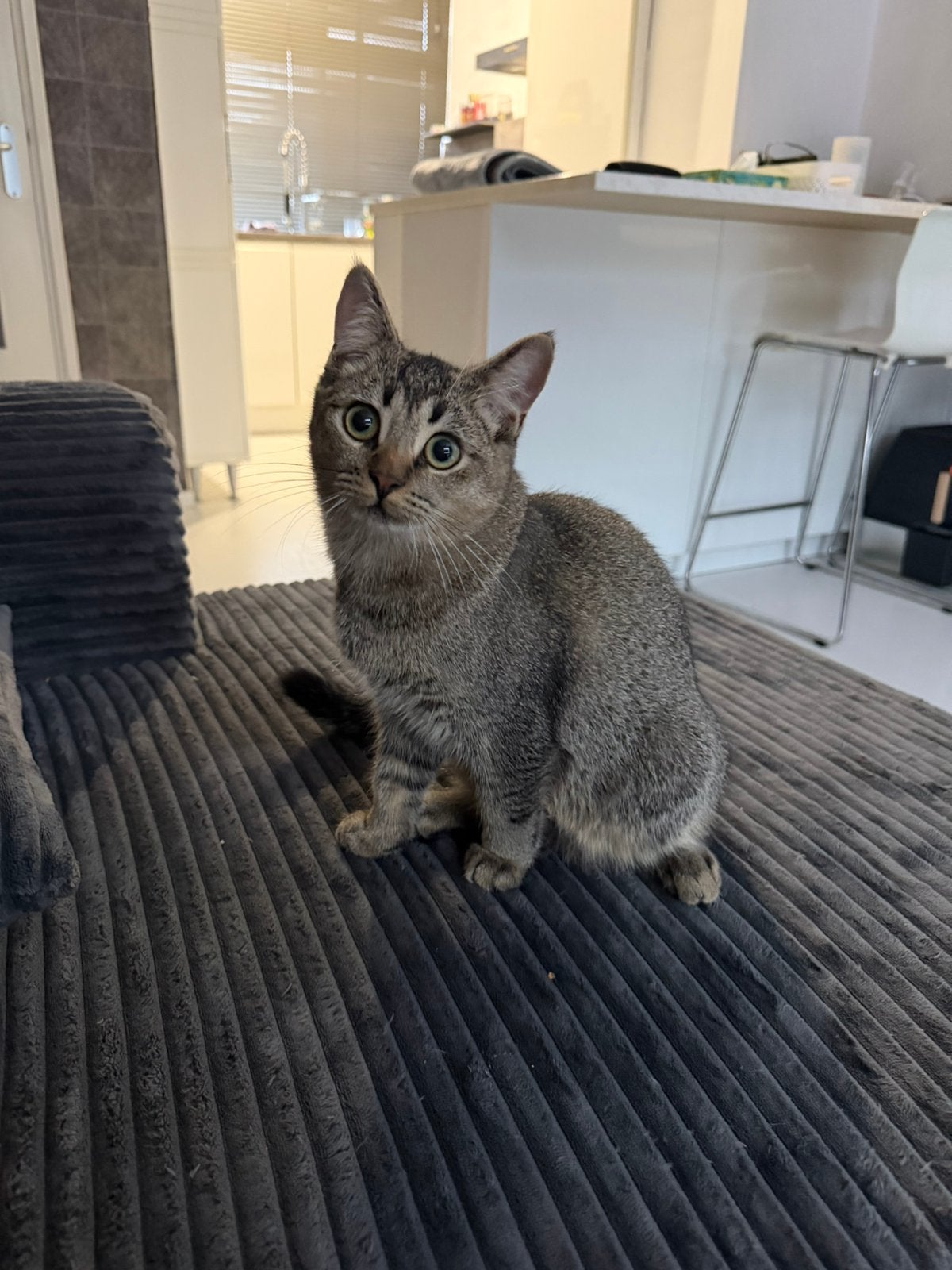 2 aanhankelijke Britse Korthaar kruising kittens (6 mnd), Kater, Ontwormd, 0 tot 2 jaar