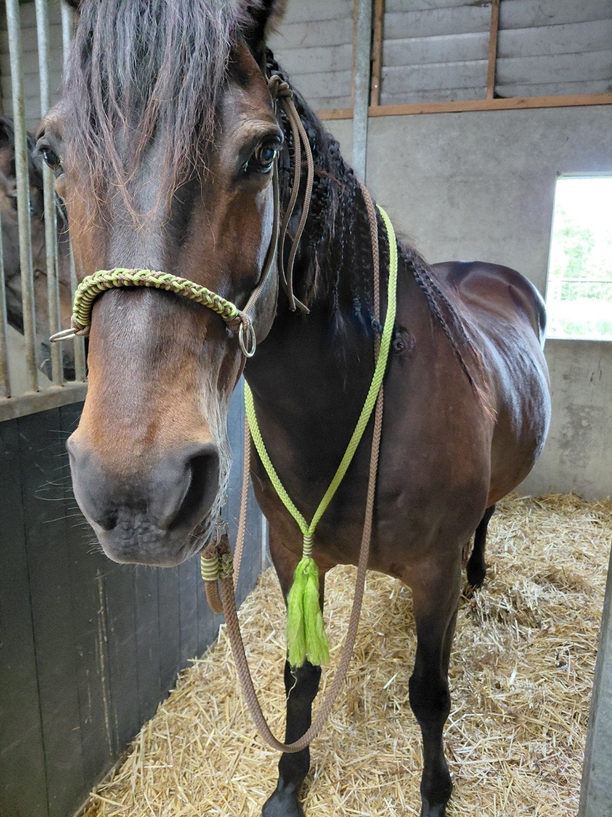 Halstertouw set maat cob halster, Dieren en Toebehoren, Ophalen of Verzenden, Zo goed als nieuw, Overige soorten