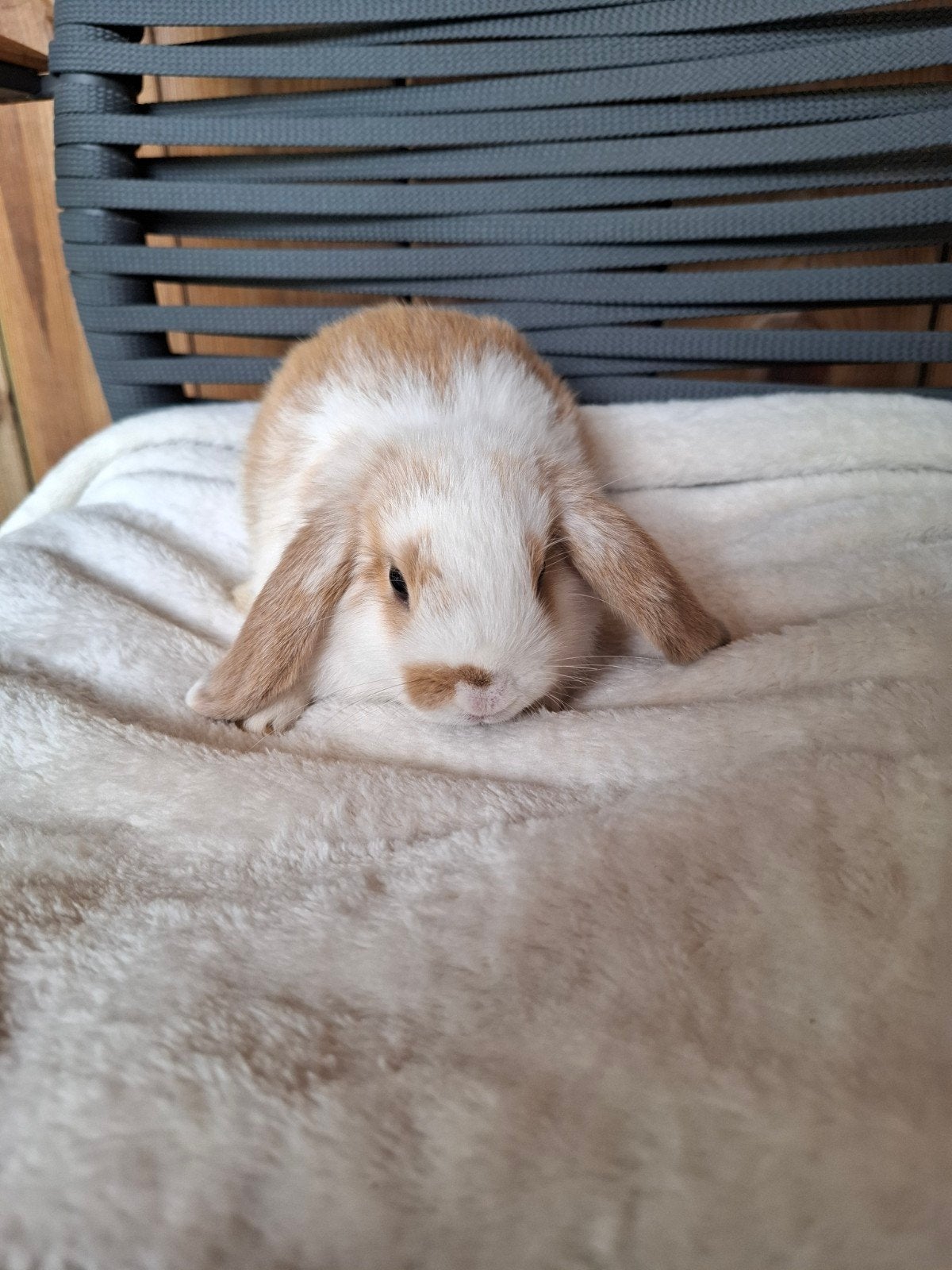 Baby minilop hangoor konijntjes, Dieren en Toebehoren, Meerdere dieren, Dwerg, Hangoor