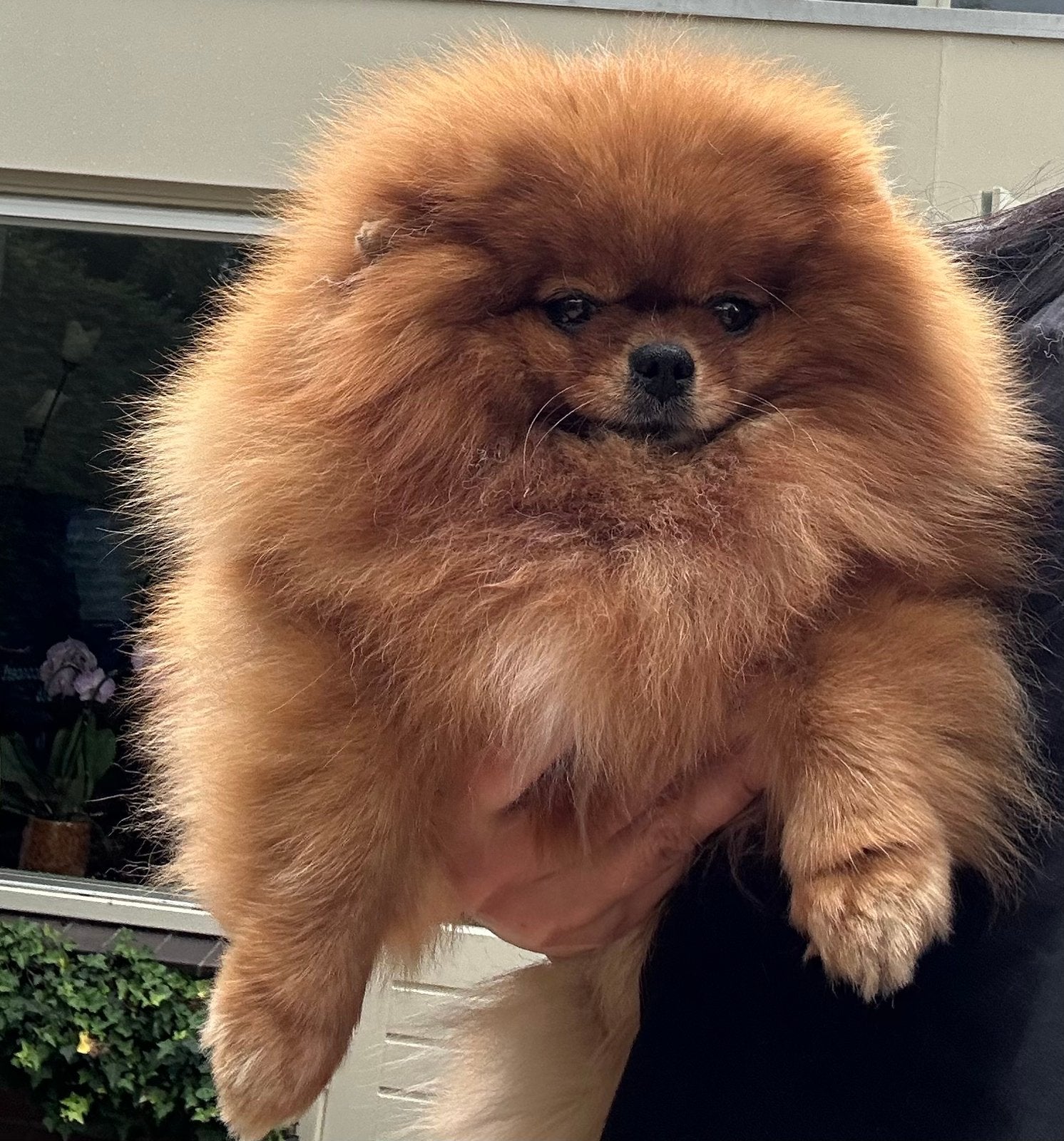 Lieve Liza zoekt een bijzonder en liefdevol thuis, Dieren en Toebehoren, Honden | Poolhonden, Keeshonden en Oertypen, 6 jaar of ouder