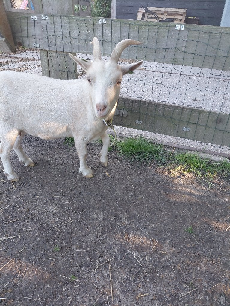 Dwerggeit, Dieren en Toebehoren, Schapen, Geiten en Varkens, Vrouwelijk, Geit, 3 tot 5 jaar