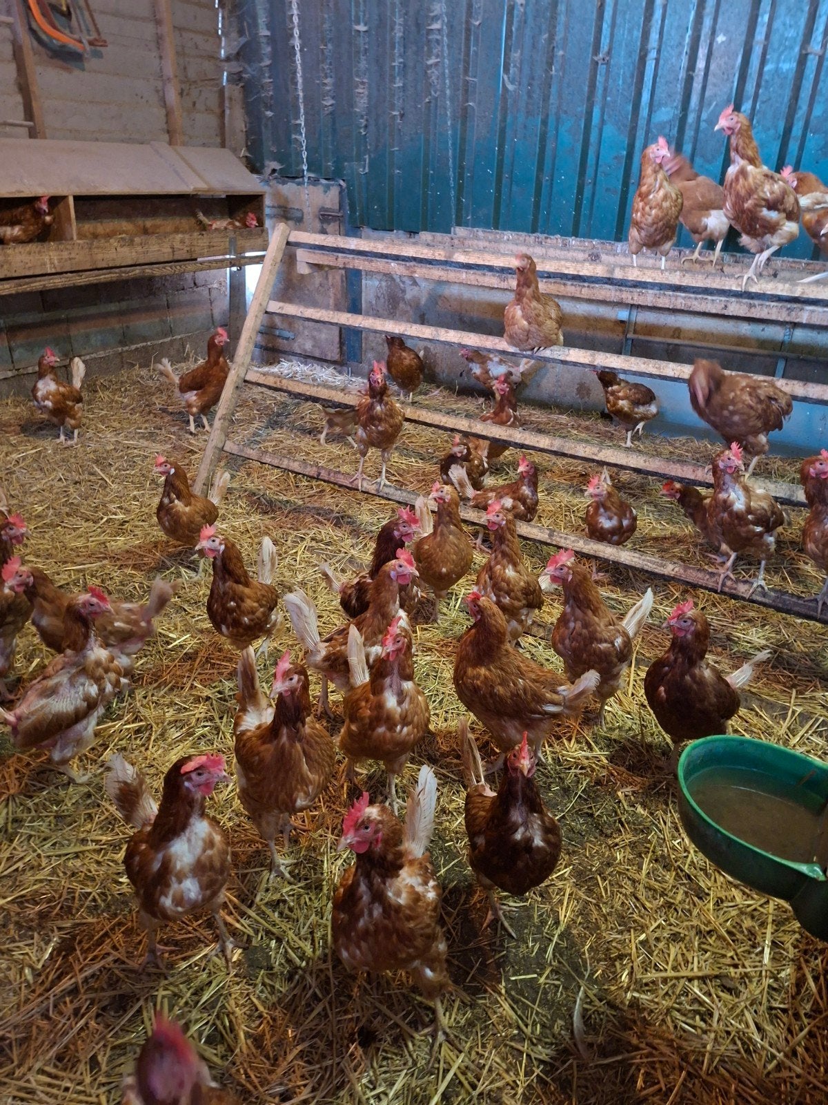 mooie jonge legkippen, Dieren en Toebehoren, Pluimvee, Vrouwelijk, Kip