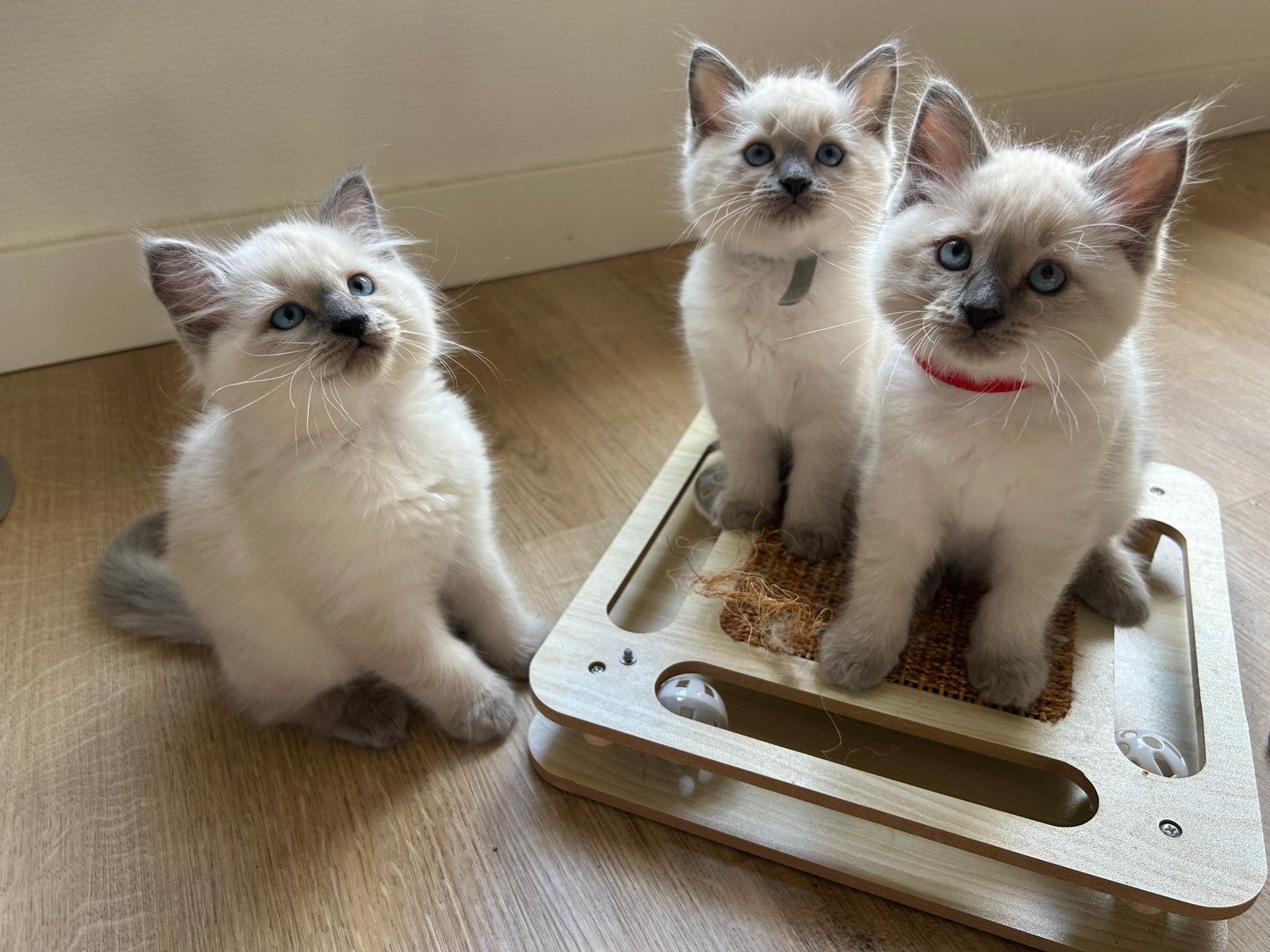 Raszuivere Ragdoll kittens, Dieren en Toebehoren, Meerdere dieren, Gechipt, 0 tot 2 jaar
