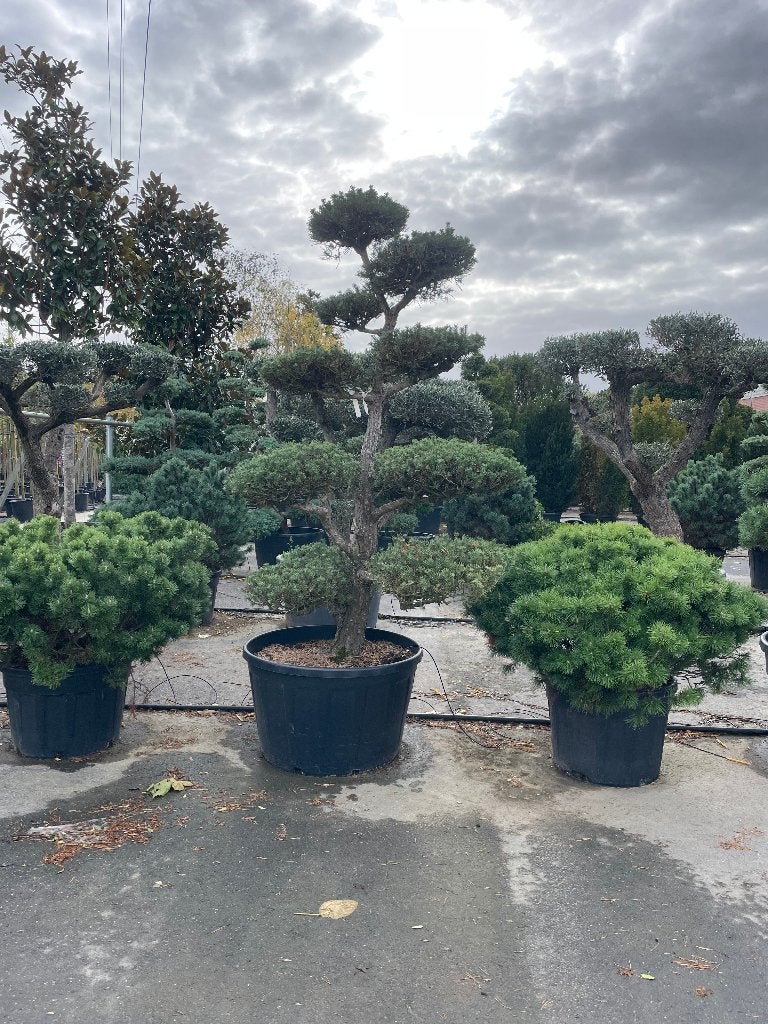 Pinus sylvestris, Bloeit niet, Overige soorten, Minder dan 100 cm, Ophalen