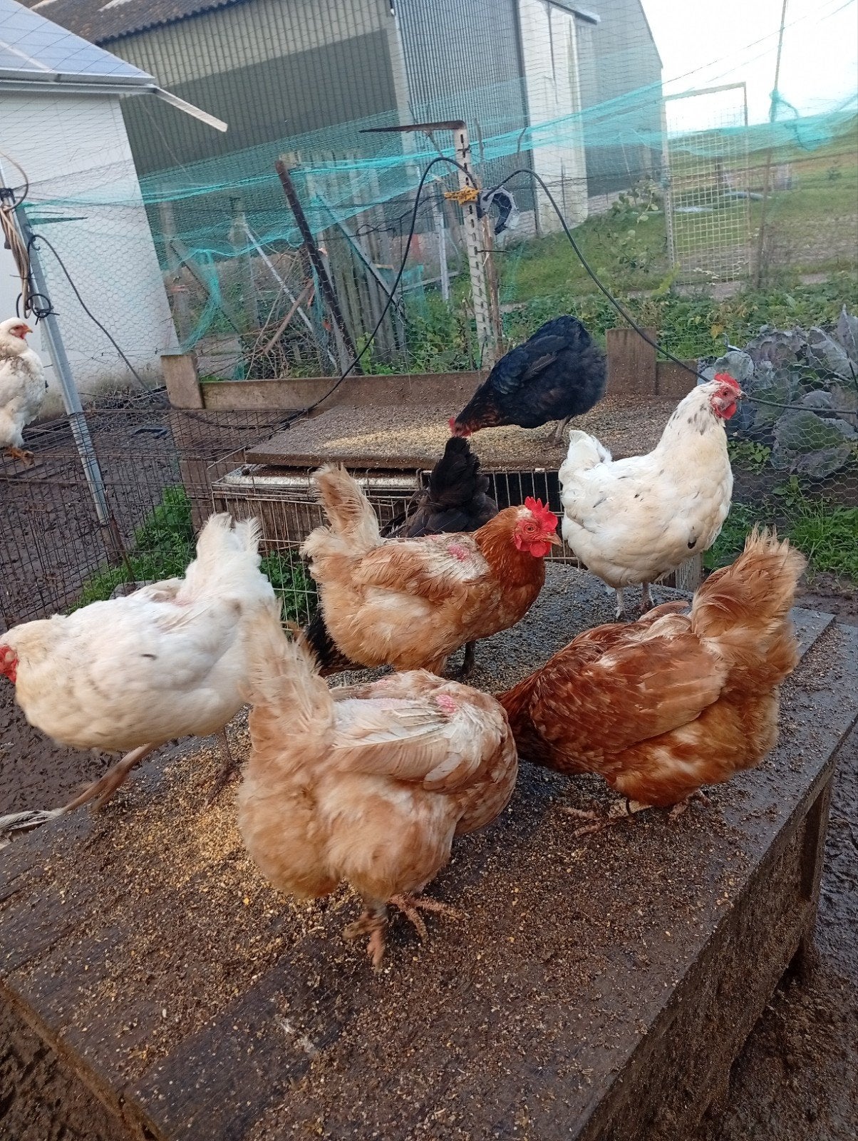 Kippen, Dieren en Toebehoren