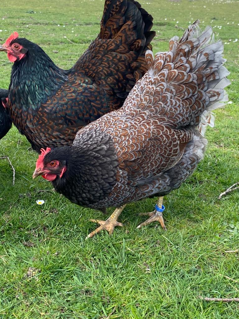 Broedeieren dubbelgezoomde barnevelder blauw en goud, Dieren en Toebehoren, Ophalen of Verzenden, Nieuw, Overige typen