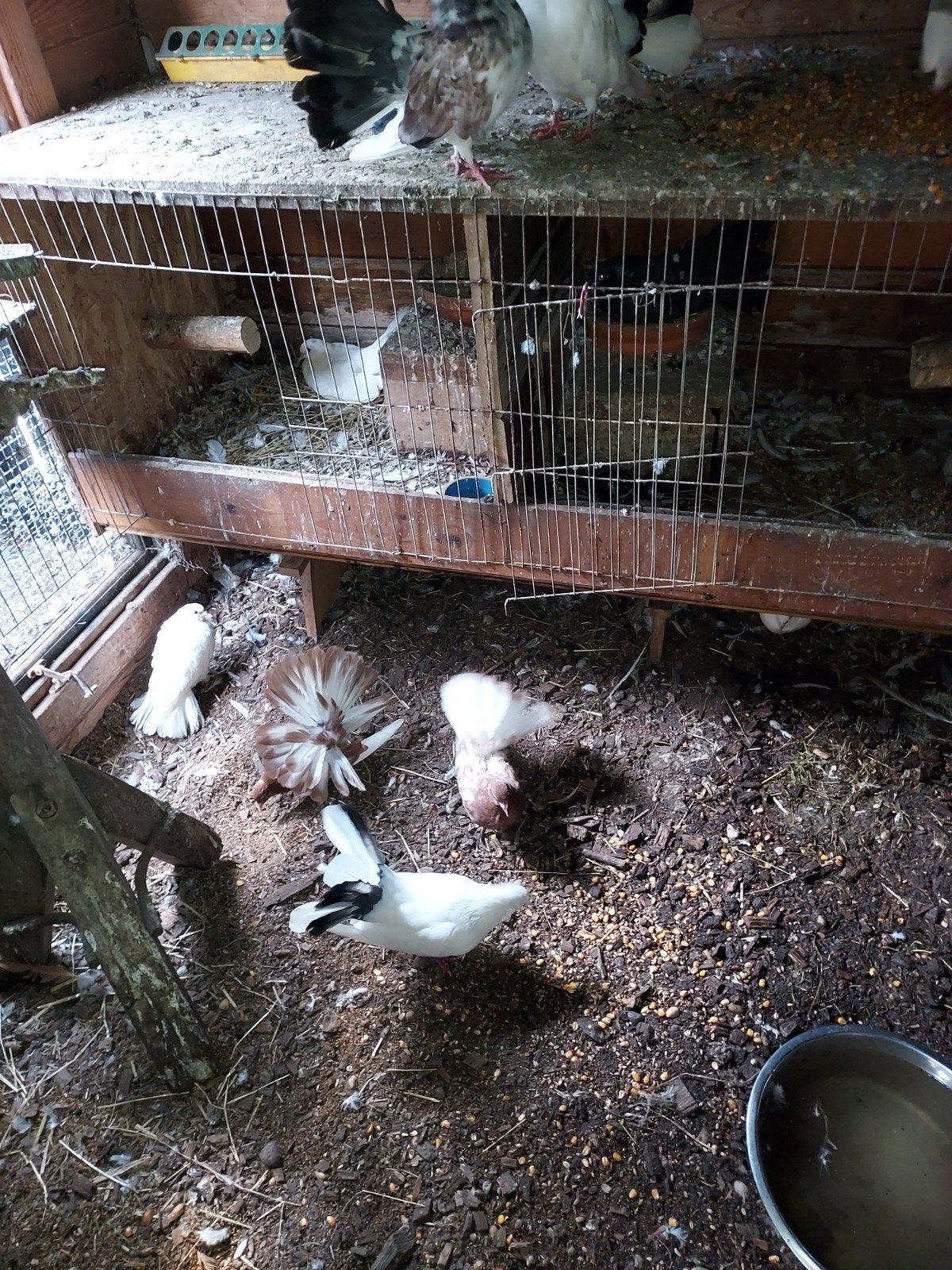 te koop pauw staartjes + jongen, Meerdere dieren, Overige soorten