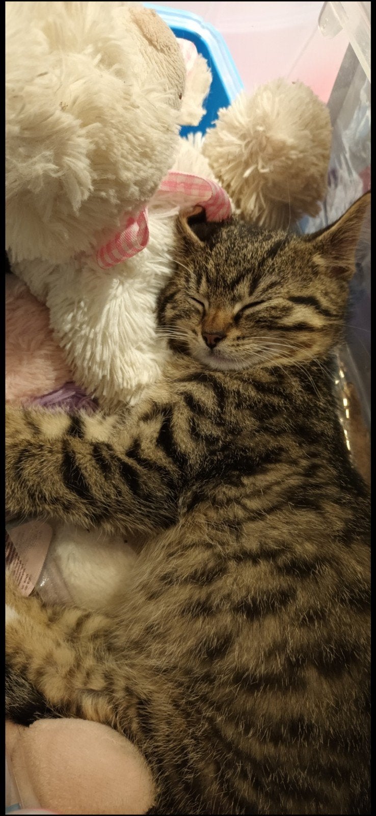 katten oppas aan huis, Particuliere oppas