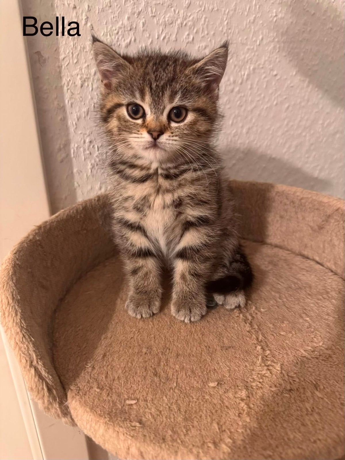 British Shorthair kittens zoeken een liefdevol thuis ️, Poes, Ontwormd