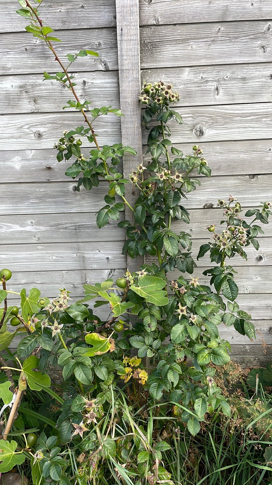 Gele roos, Tuin en Terras, Ophalen, Zomer, Volle zon, Overige soorten
