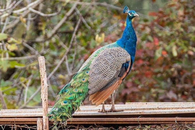 Mooie Vogel: Pauw!, Mannelijk, Wildzangvogel
