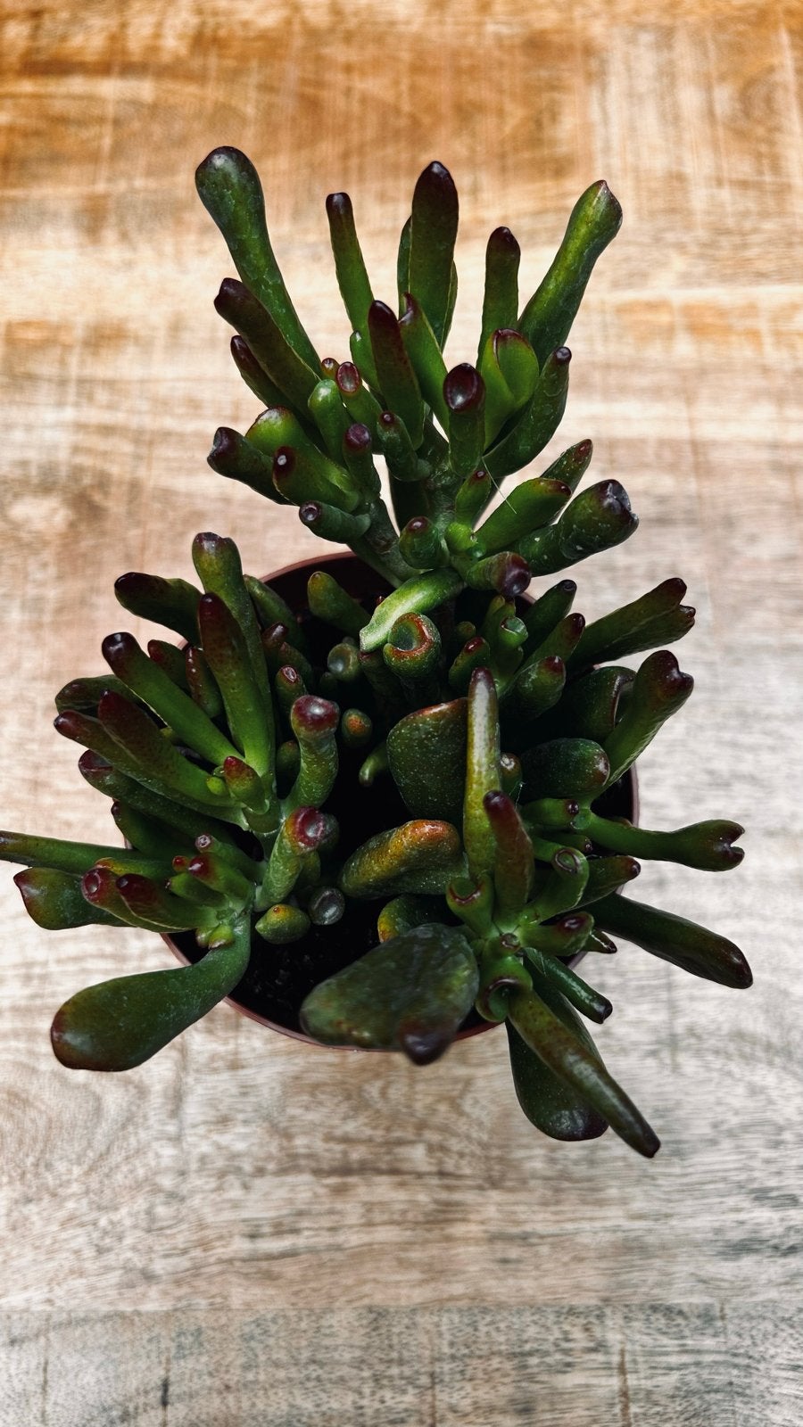 Crassula Ovata 'Gollum' - Vingerplant, Volle zon, Vaste plant, Bloeit niet, Ophalen