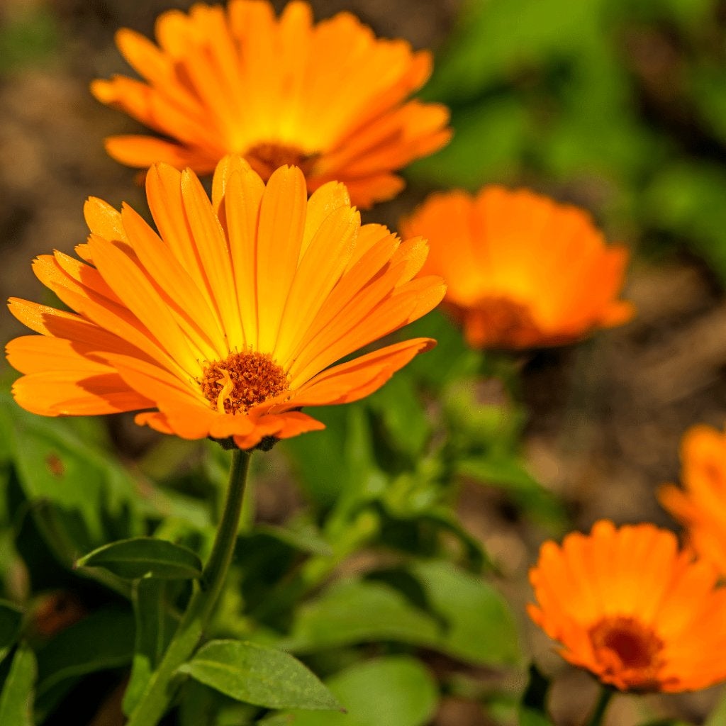 ZAKJE ZAAD GOUDSBLOEM CALENDULA BIOLOGISCH, Ophalen of Verzenden, Gehele jaar, Halfschaduw, Zaad