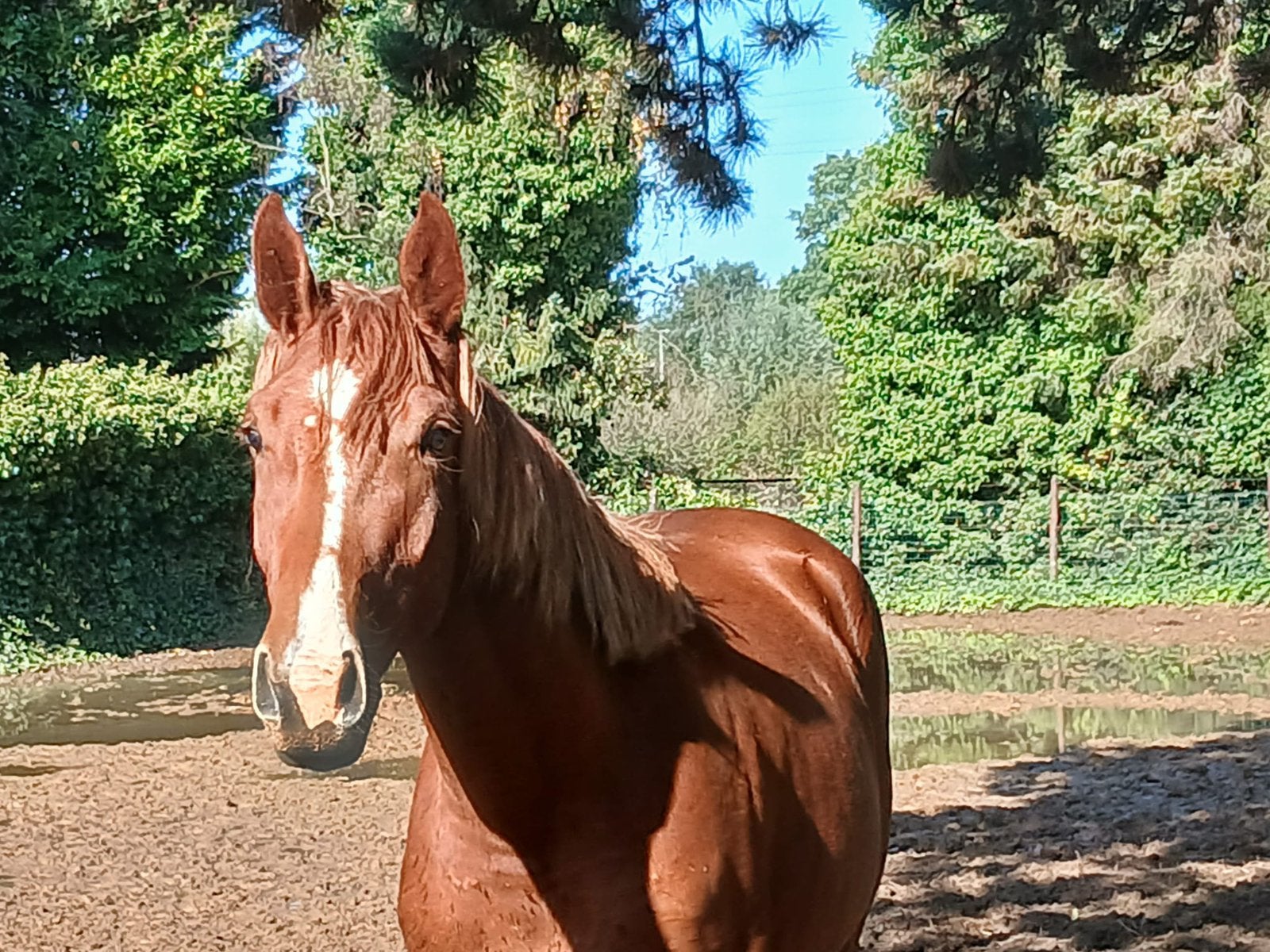 Te koop beste 2,5 jarige ruin, Met stamboom, Springpaard, Ruin, 0 tot 2 jaar