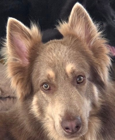 Langharige herder pups mogen meteen mee!, Dieren en Toebehoren, Honden | Niet-rashonden, HCC (leverziekte), Reu, 8 tot 15 weken