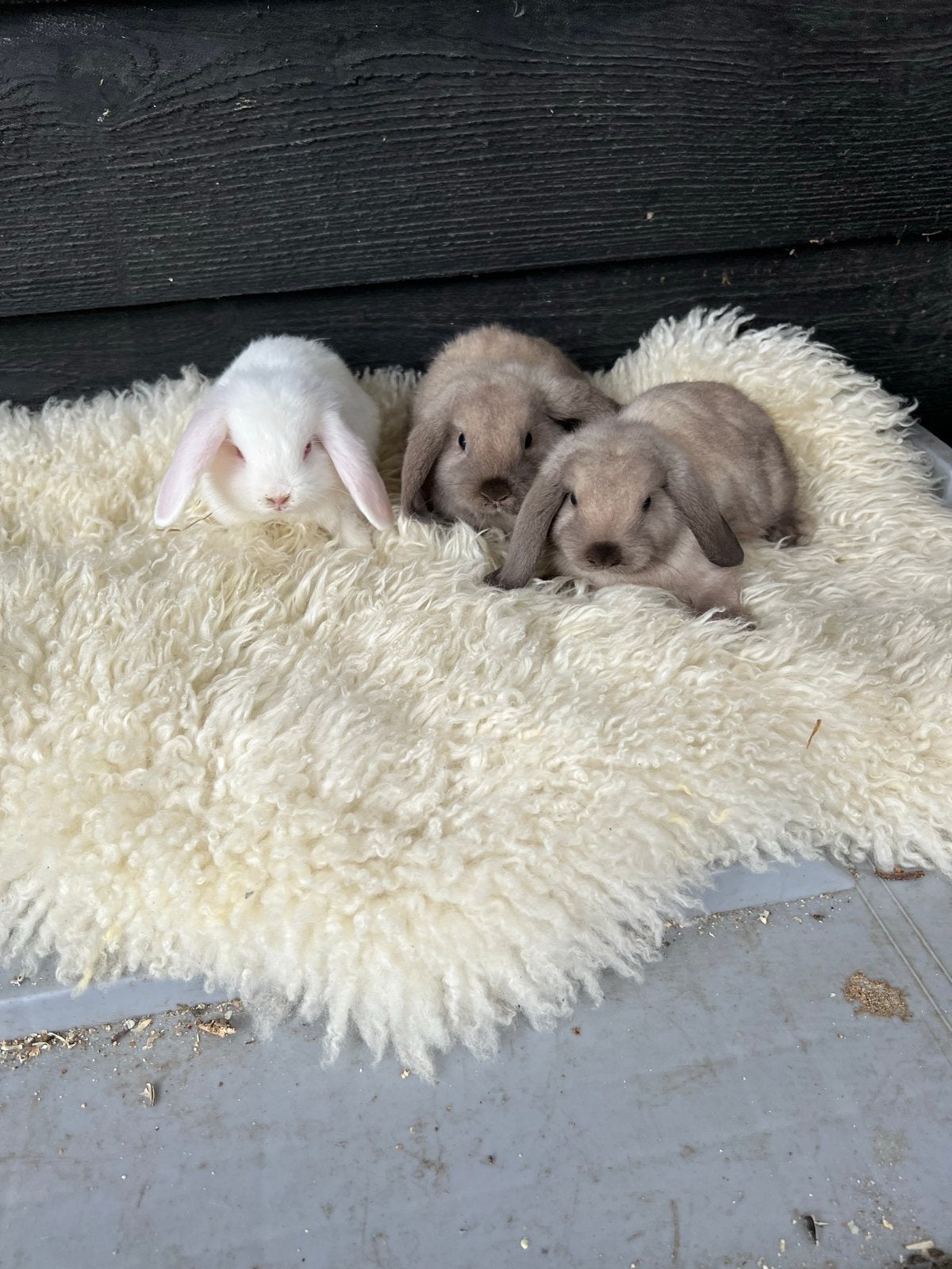 Dwerg konijntjes div soorten, April, Meerdere dieren, Overige typen