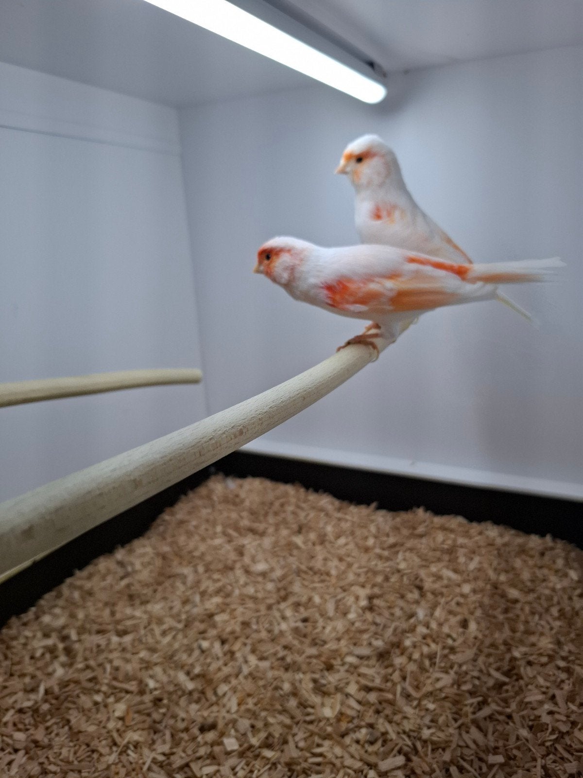 koppel rood mozaïek kanaries, Dieren en Toebehoren, Meerdere dieren, Kleurkanarie
