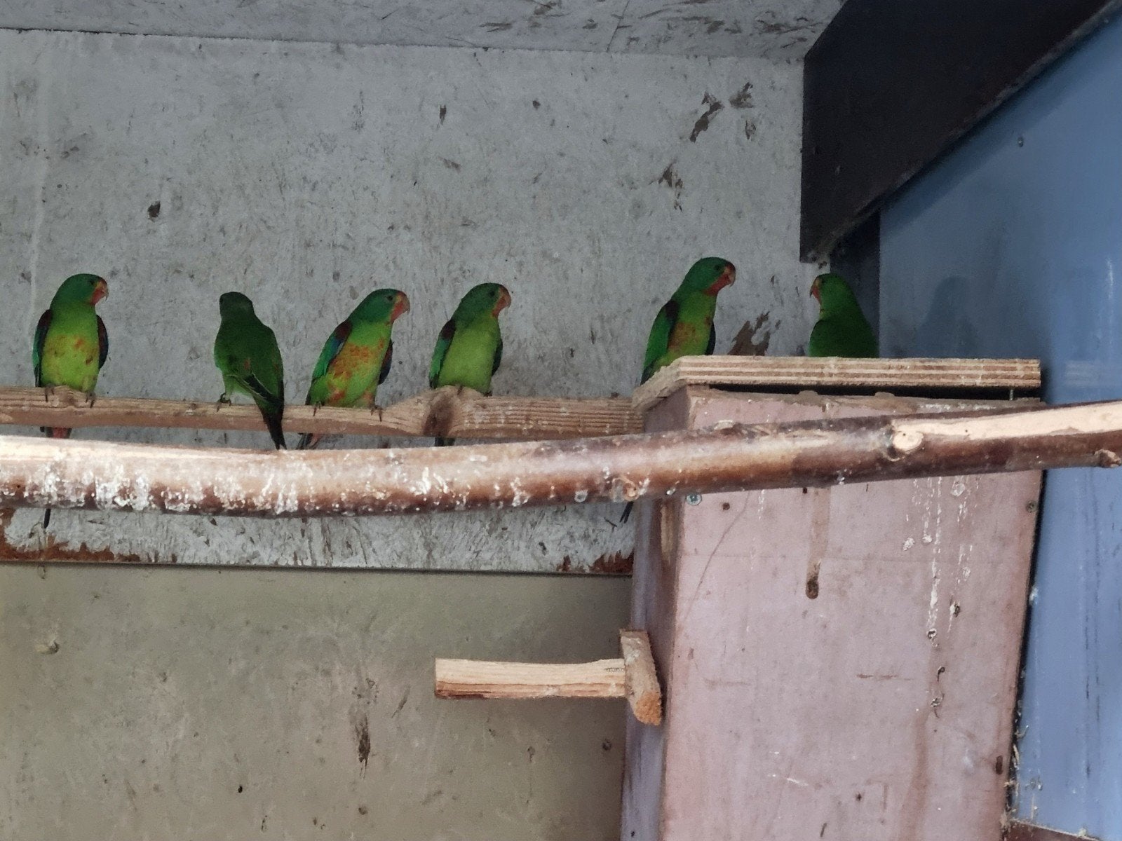 swift swiftparkieten, Dieren en Toebehoren, Meerdere dieren, Parkiet, Geringd