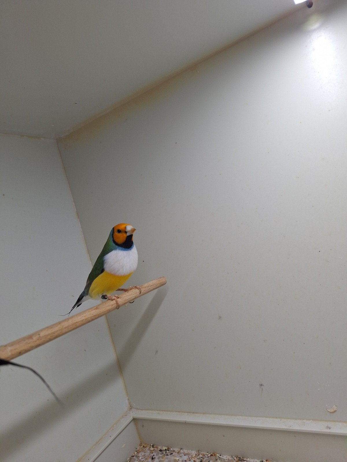 Gouldamadine man ok wb 2026 geringd, Dieren en Toebehoren, Mannelijk, Tropenvogel, Geringd