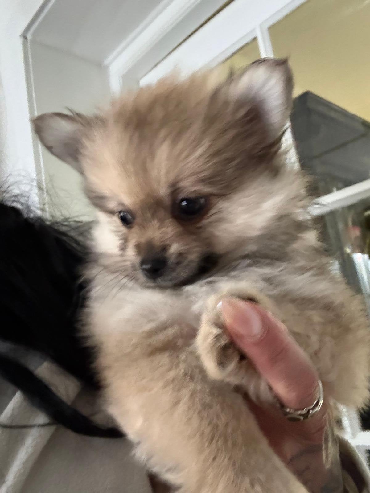 Pomchi Pup puppies, 8 tot 15 weken, Parvo, Meerdere, Nederland