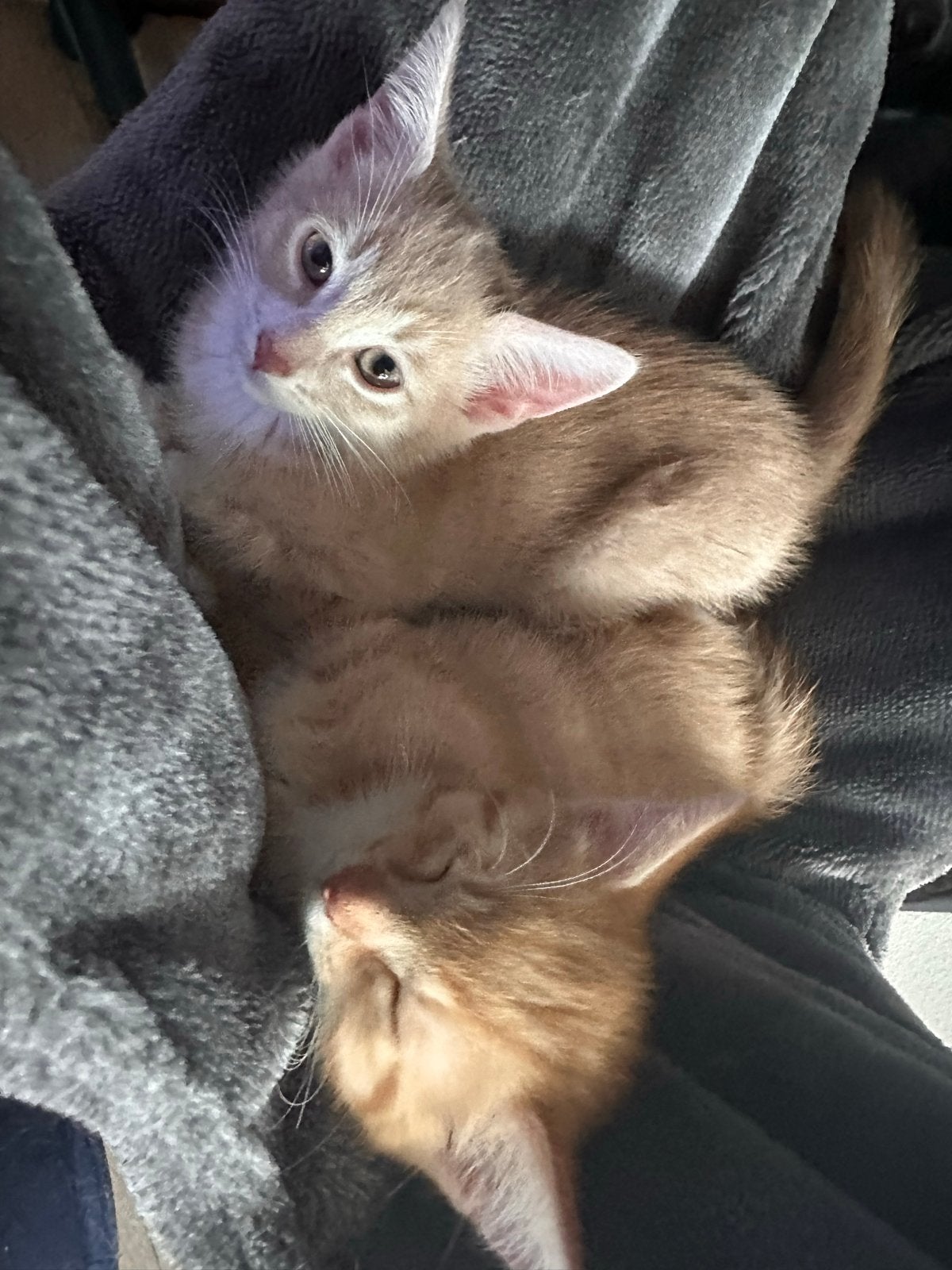 2 super lieve kittens, Dieren en Toebehoren, Kater, 0 tot 2 jaar