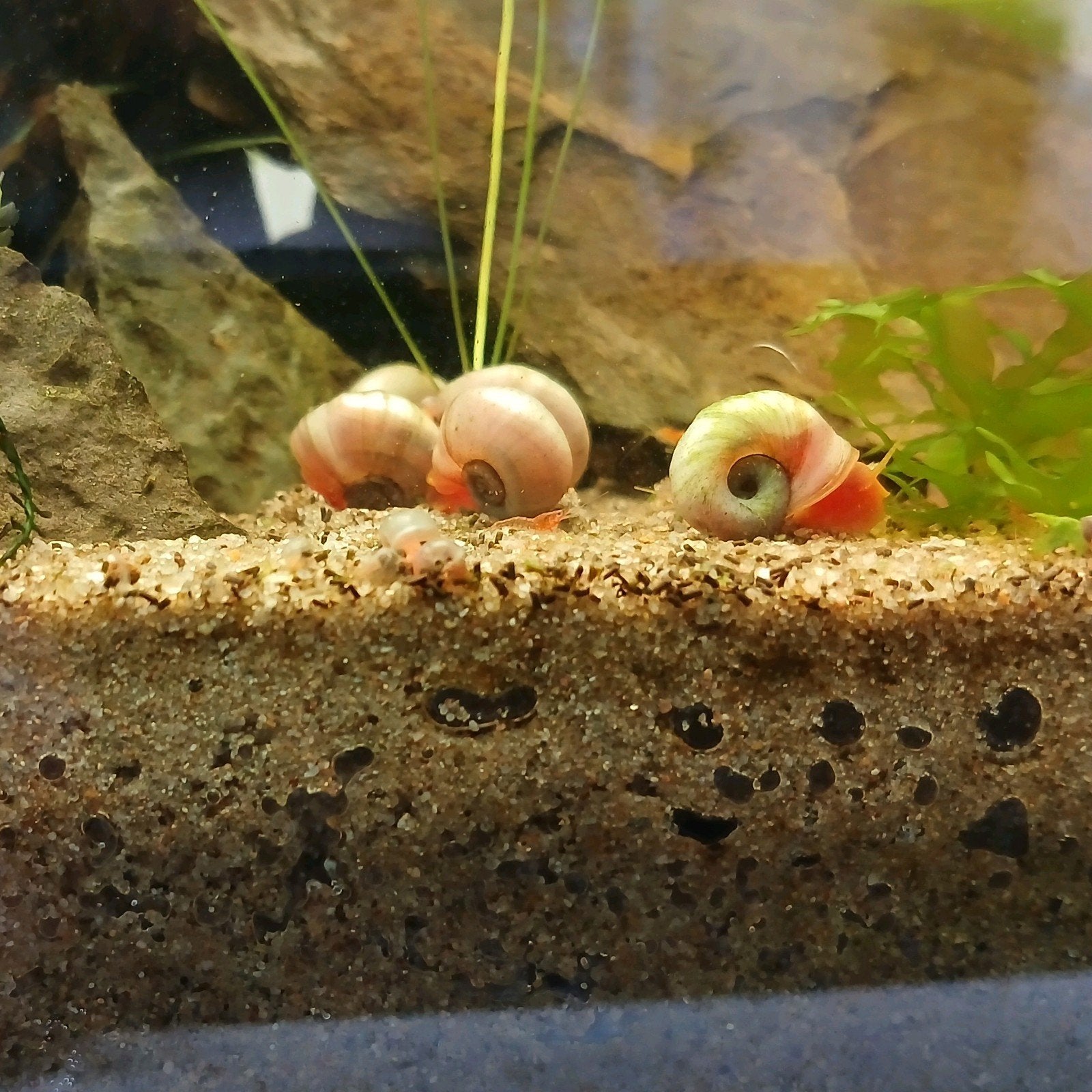 Posthoornslak, Dieren en Toebehoren, Slak of Weekdier