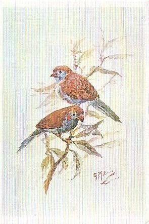 Ansichtkaart 	Vogel, Verzenden, 1980 tot heden, Gelopen, Vogel