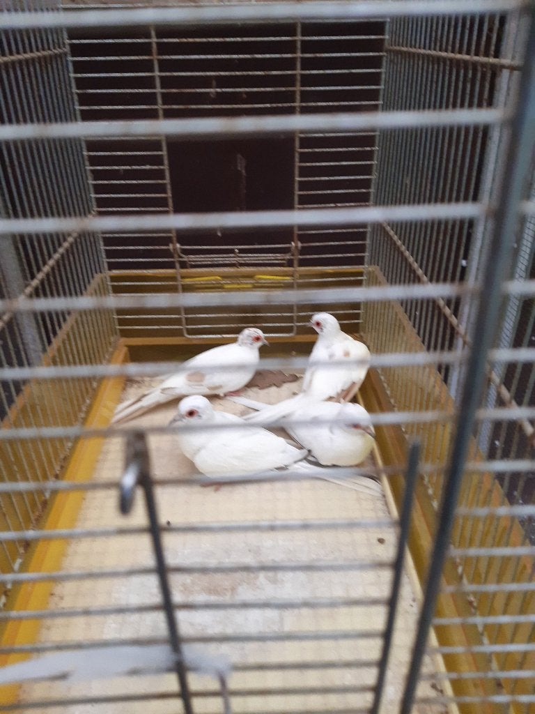 Bonte diamantduiven, Dieren en Toebehoren, Meerdere dieren, Overige soorten