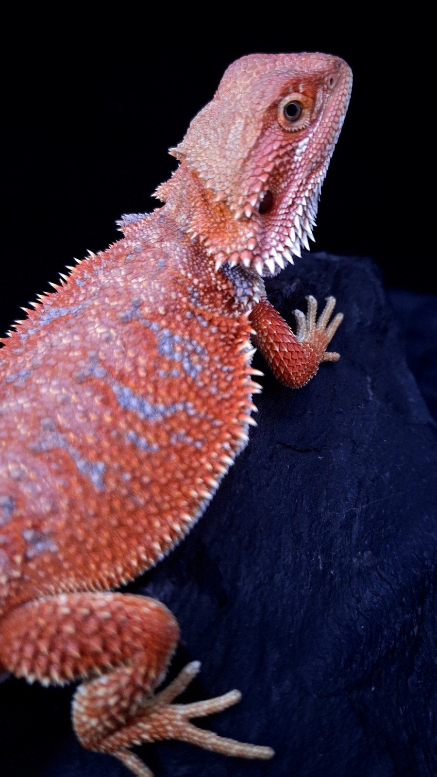 Baardagaam Mannen Red Hypo Blue Bar Bearded Dragon photo 3