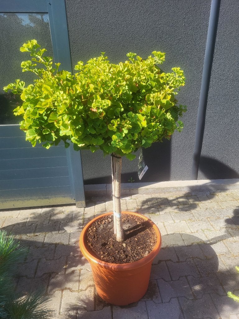 Ginkgo biloba Mariken op stam, Bloeit niet, 100 tot 250 cm, Ophalen, Volle zon