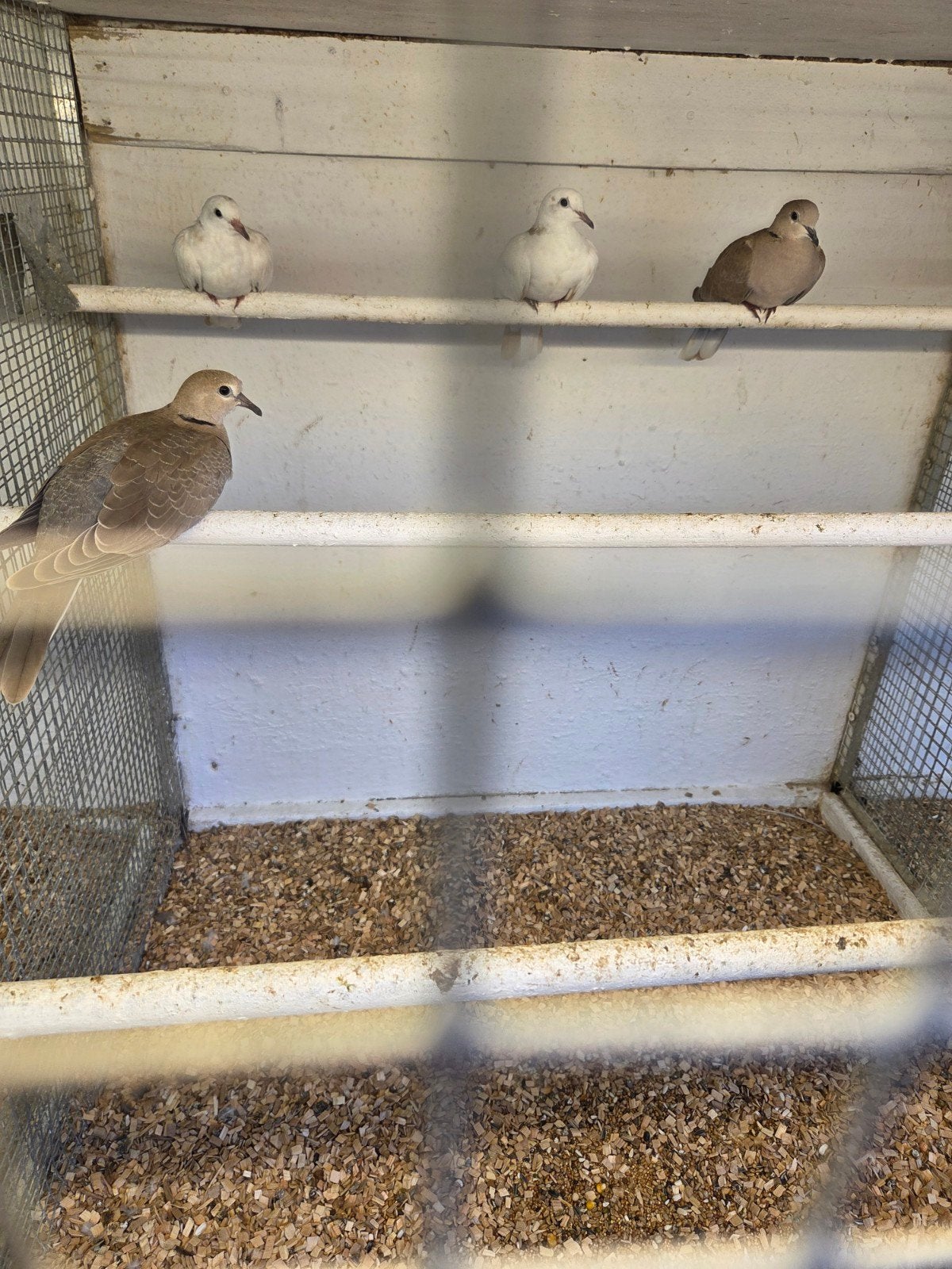 jonge lachduiven, Dieren en Toebehoren, Vogels | Duiven, Meerdere dieren, Overige soorten
