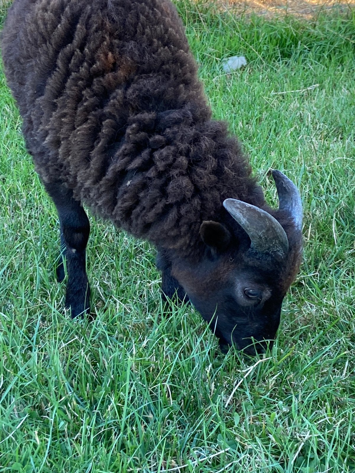 Mooie Ouessant ram lam Koen grise stamboek ouders, Mannelijk, Schaap, 0 tot 2 jaar