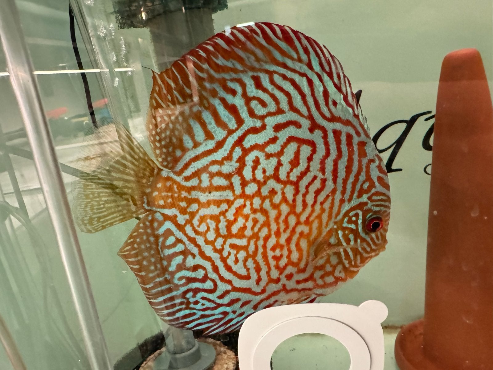 Discus Kweekkoppel, Dieren en Toebehoren, Zoetwatervis
