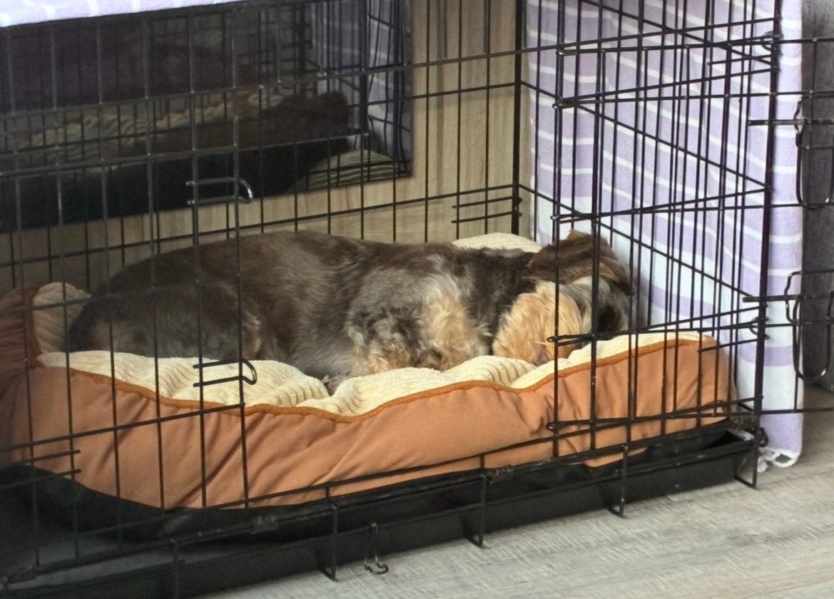 Bench voor kleine tot middelgrote hond, Dieren en Toebehoren, Ophalen, Gebruikt, 75 tot 110 cm, Minder dan 65 cm