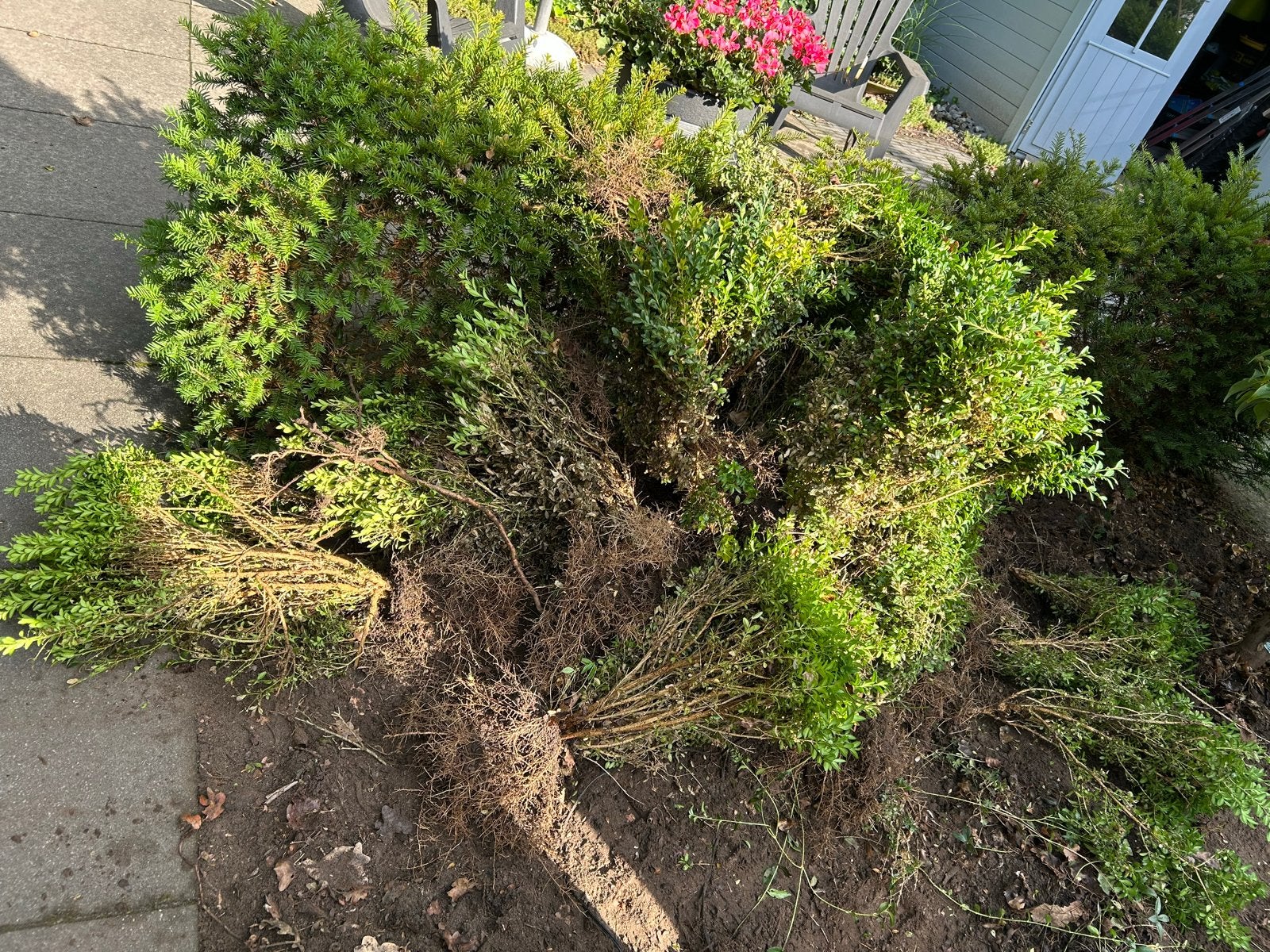 Buxus boompjes (2-4m2), Vaste plant, Bloeit niet, Halfschaduw, Ophalen
