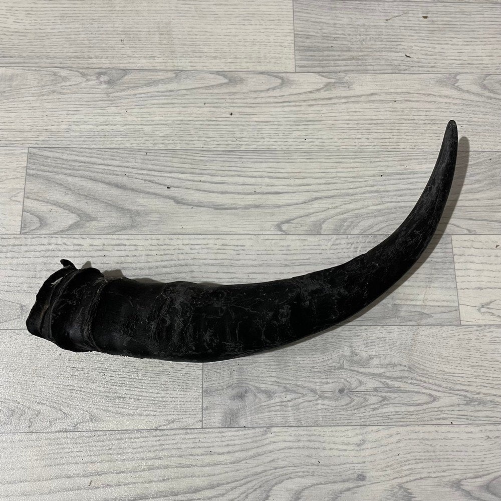 Waterbuffel hoorn los 55cm nr 299 | Lederstore, Ophalen of Verzenden, Nieuw, Boerderijdier, Gewei of Kop