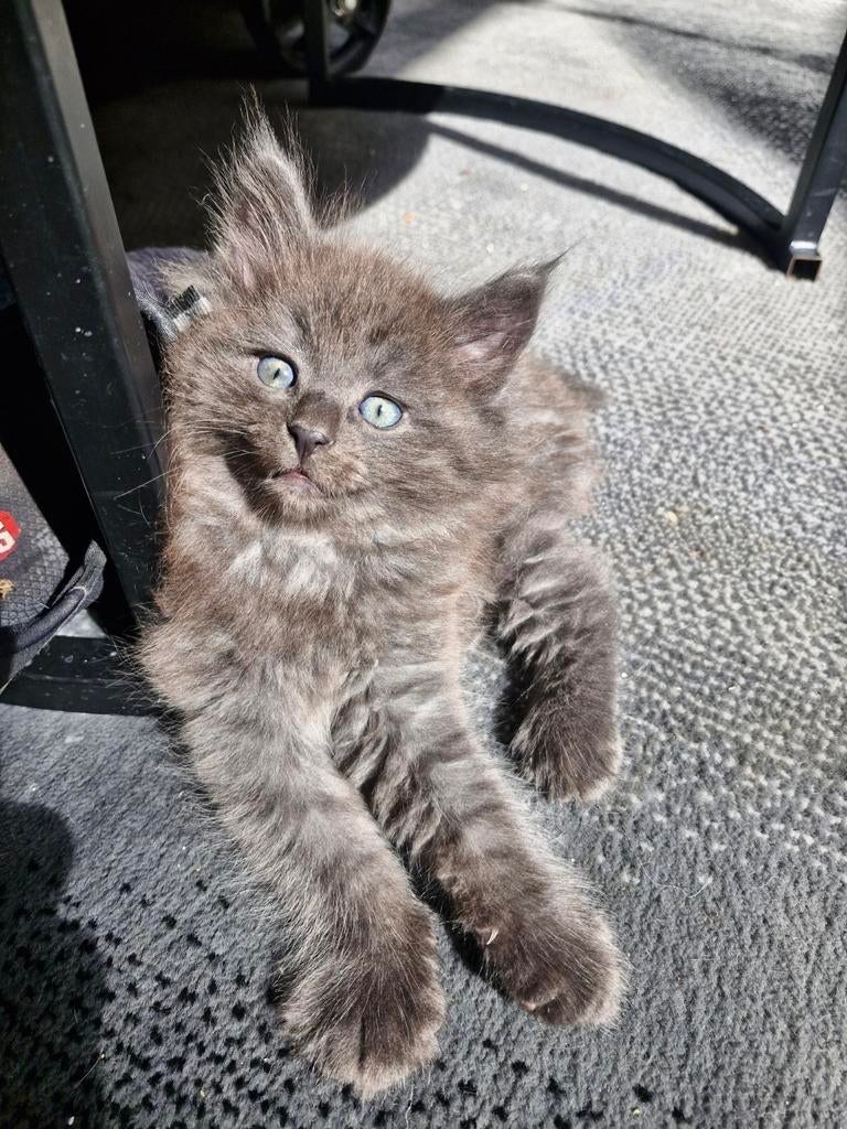 Raszuivere Noorse boskatten, Dieren en Toebehoren, Kater, Gechipt