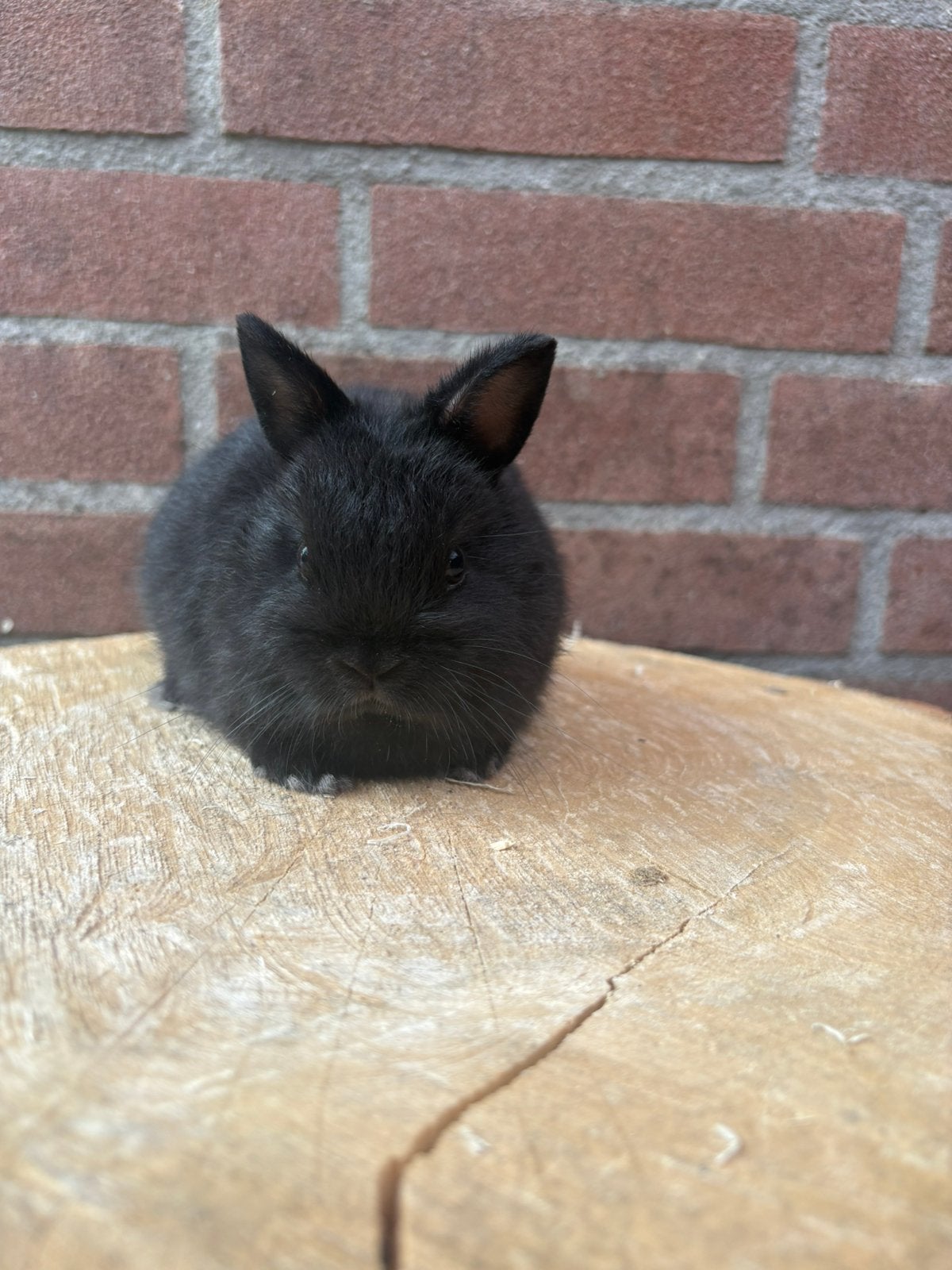 Zwarte kleurdwerg voedster, Dieren en Toebehoren, Konijnen, Vrouwelijk, Dwerg