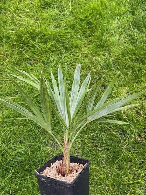 Trachycarpus princeps x wagnerianus., Tuin en Terras, Ophalen of Verzenden, Lente, Minder dan 100 cm, Palmboom