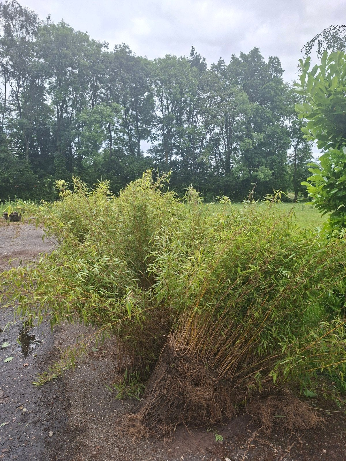 Bamboe (10 meter) gratis af te halen, Tuin en Terras, Vaste plant, Bloeit niet, Halfschaduw, Ophalen