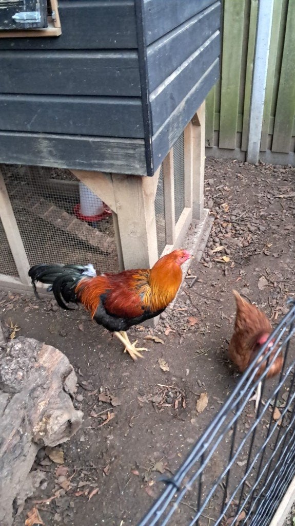 Twentse hoender haan (goud) patrijs, Dieren en Toebehoren, Mannelijk, Kip