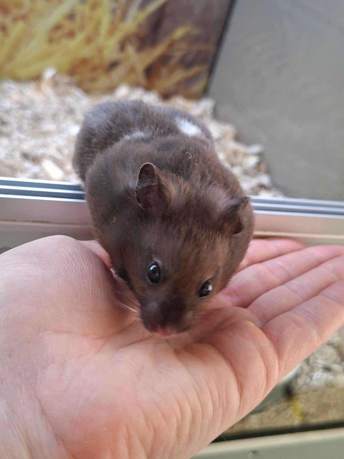 Hele leuke Syrische hamster mannen, Dieren en Toebehoren, Juli, Mannelijk, Hamster