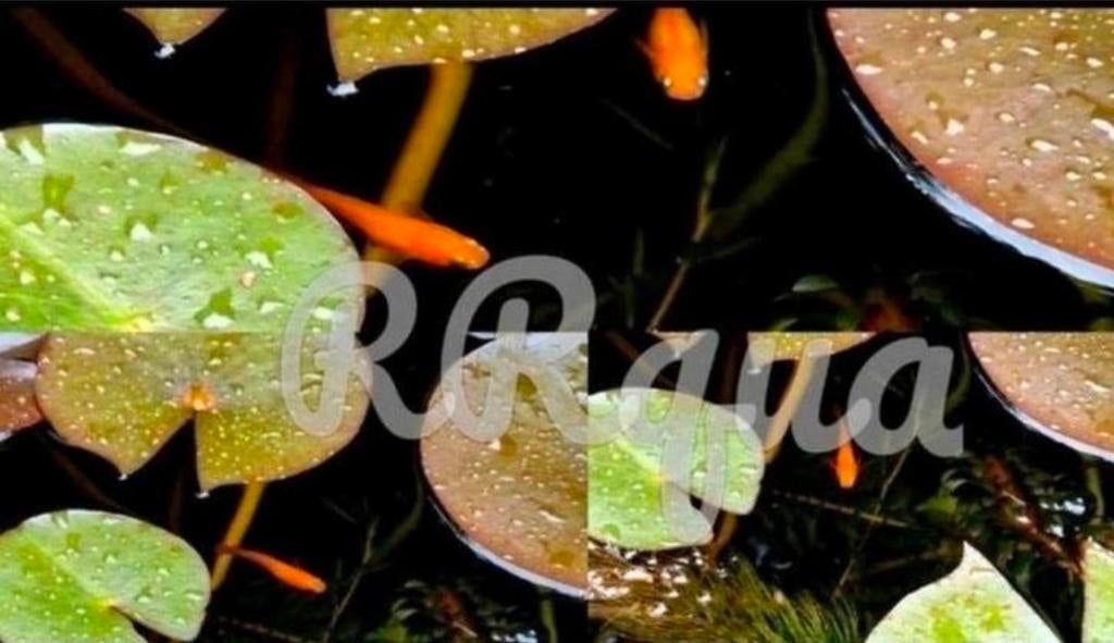 Eitjes - Mini Koi - Rijstvis - Medaka - Red King Yama Blood